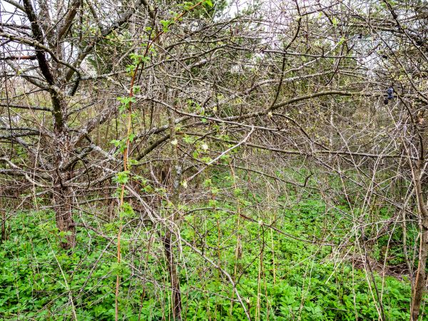 Underbrush Clearing in Paso Robles