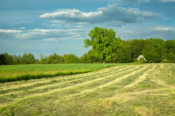 Vegetation Removal in Paso Robles