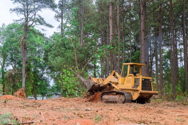 Forest Thinning in Paso Robles