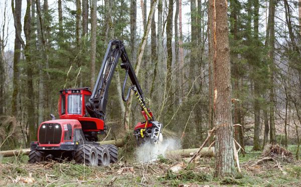 Forest Clearance Service in Paso Robles