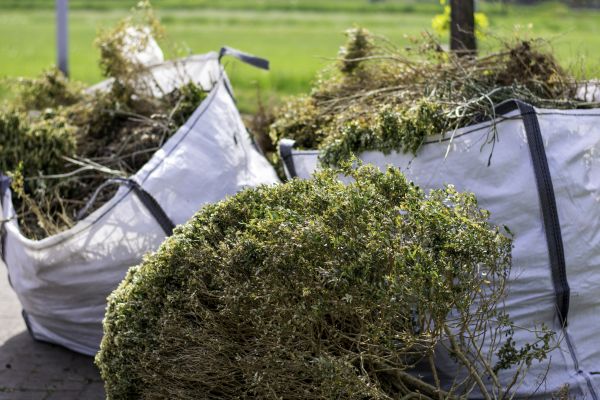 Bushes Clearing in Paso Robles