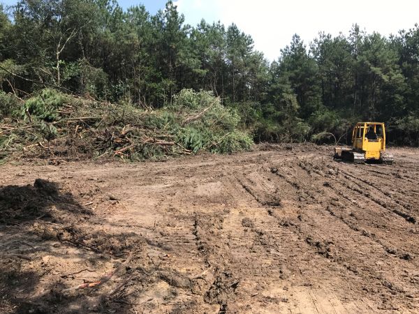 Thicket Clearing in Paso Robles